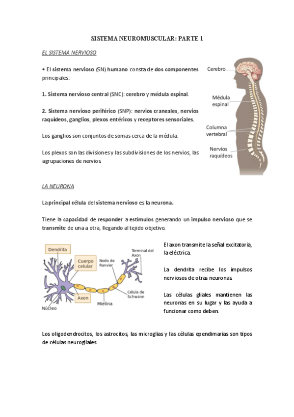 Miniatura del documento Fisiologia-de-lexercici-Sistema-neuromuscular-I.pdf