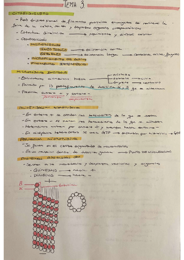 Miniatura del documento TEMA-3-BIOLOGIA-CELULAR.pdf