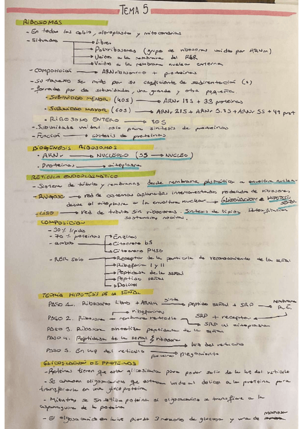 Miniatura del documento TEMA-5-BIOLOGIA-CELULAR.pdf