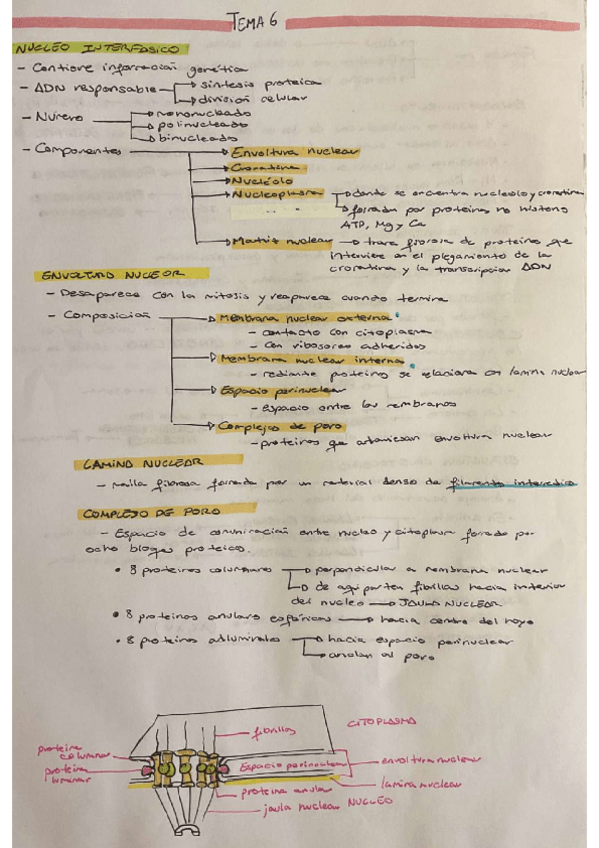 Miniatura del documento TEMA-6-BIOLOGIA-CELULAR.pdf