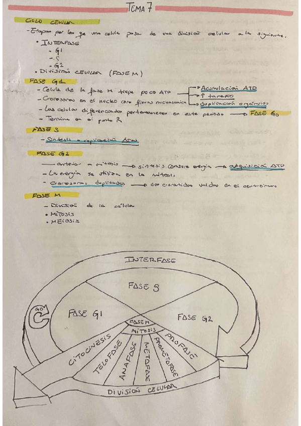 Miniatura del documento TEMA-7-BIOLOGIA-CELULAR.pdf