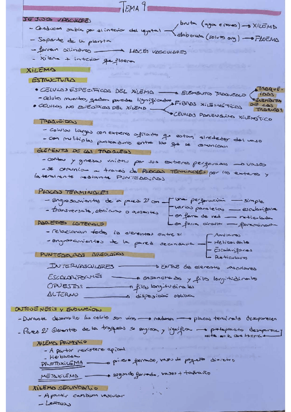 Miniatura del documento TEMA-9-BIOLOGIA-CELULAR.pdf