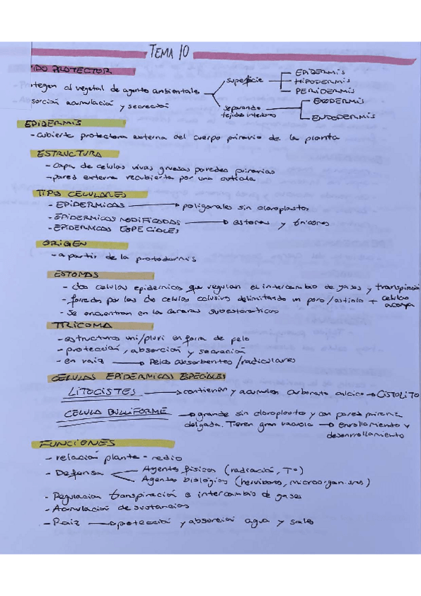 Miniatura del documento TEMA-10-BIOLOGIA-CELULAR.pdf