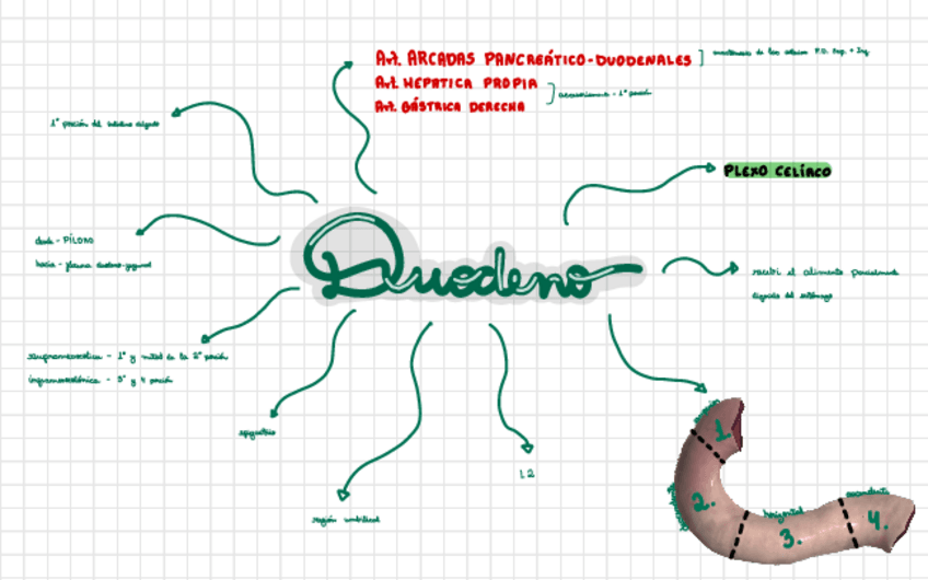 Miniatura del documento Duodeno.pdf