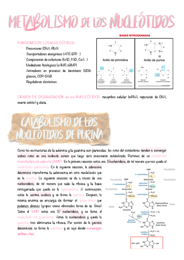 Miniatura del documento 14.-Metabolismo-de-los-nucleotidos.pdf