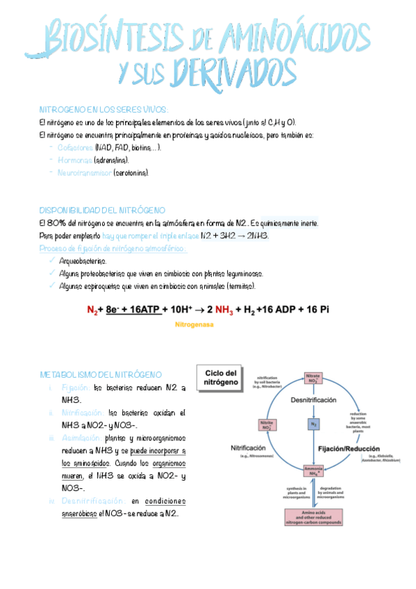 Miniatura del documento 13.-Biosintesis-de-aminoacidos-y-sus-derivados.pdf