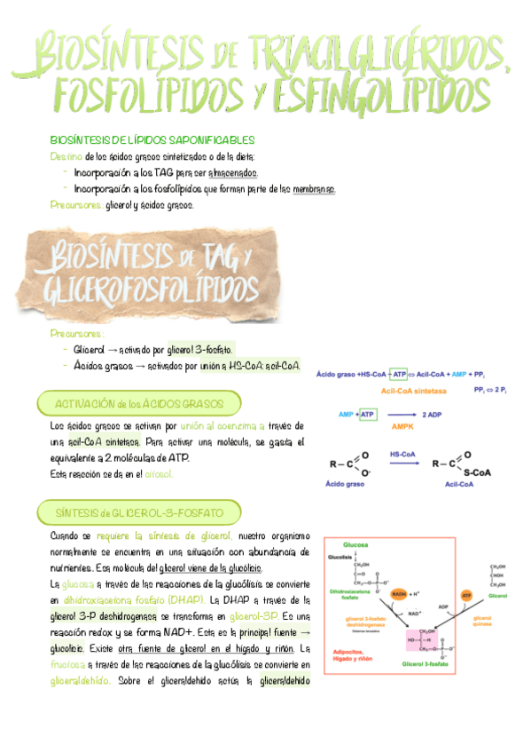 Miniatura del documento 10.-Biosintesis-de-triacilgliceridos-fosfolipidos-y-esfingolipidos..pdf