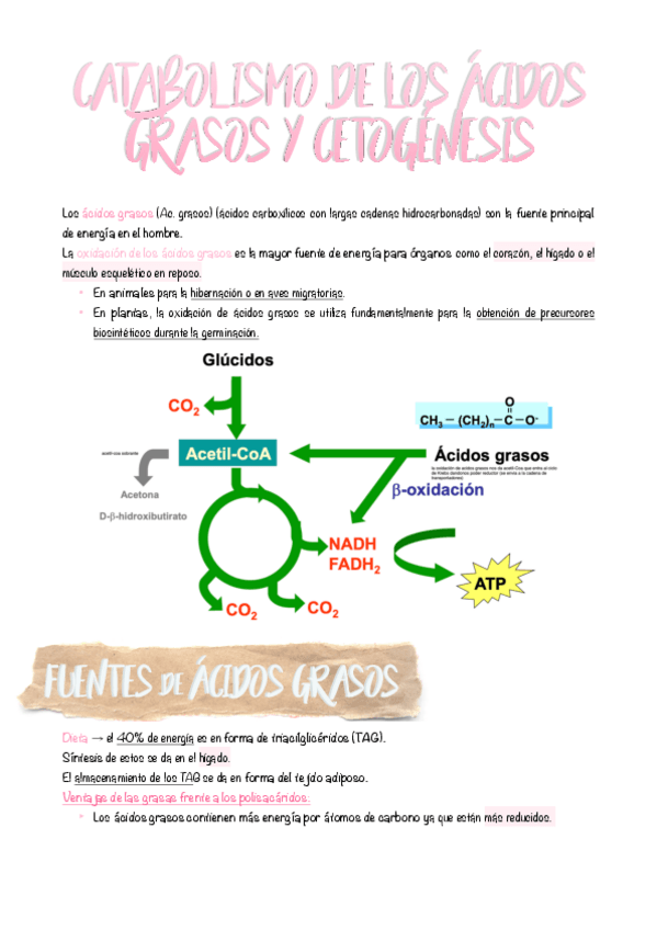 Miniatura del documento 8.-Catabolismo-de-los-acidos-grasos-y-cetogenesis.pdf