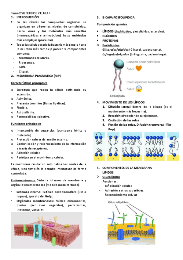 Miniatura del documento TEMA-2-SUPERFICIE-CELULAR.pdf