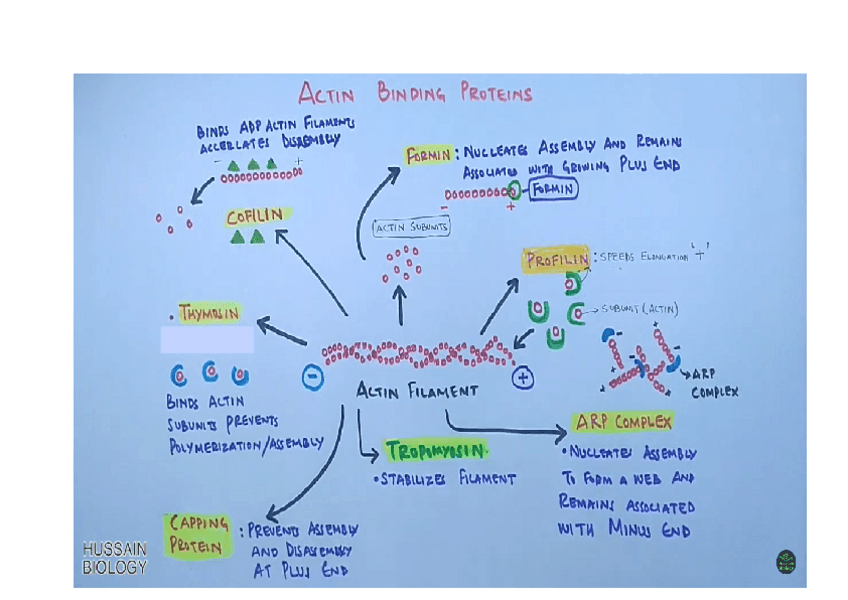 Miniatura del documento PROTEINAS-ASOCIADAS-AL-ENSAMBLAJE-DE-MICROTUBULOS.pdf