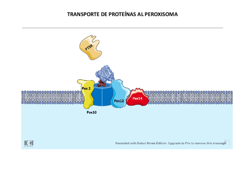 Miniatura del documento TRANSPORTE-DE-PROTEINAS-AL-PEROXISOMA.pdf