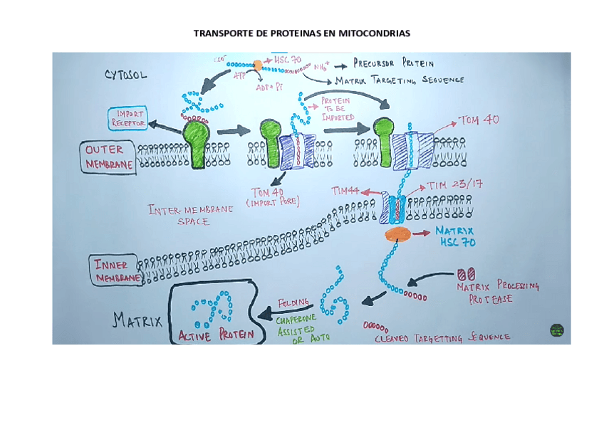 Miniatura del documento TRANSPORTE-DE-PROTEINAS-EN-MITOCONDRIAS.pdf
