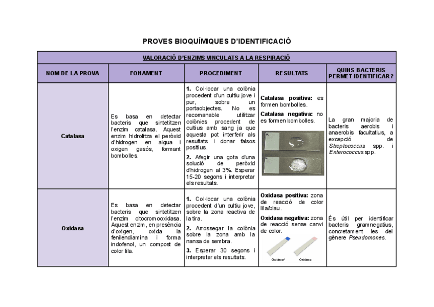 Miniatura del documento Taula-proves-bioquimiques-didentificacio.pdf