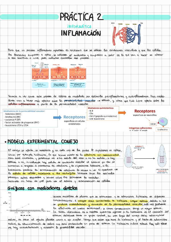 Miniatura del documento PRACTICA-2-INFLAMACION.pdf