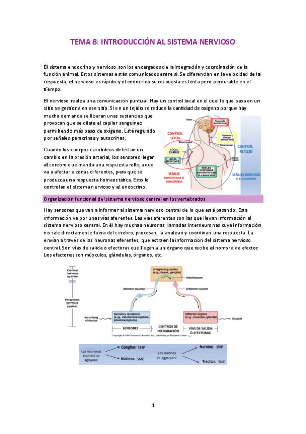Miniatura del documento fisiologia-nervioso-y-endocrino.pdf