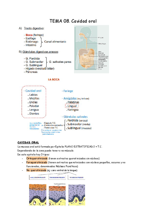 Miniatura del documento HISTOLOGIA-VIII.pdf