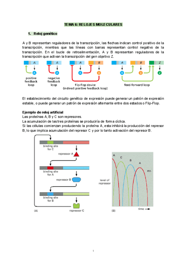 Miniatura del documento Tema 6 Relojes Moleculares Apuntes.pdf