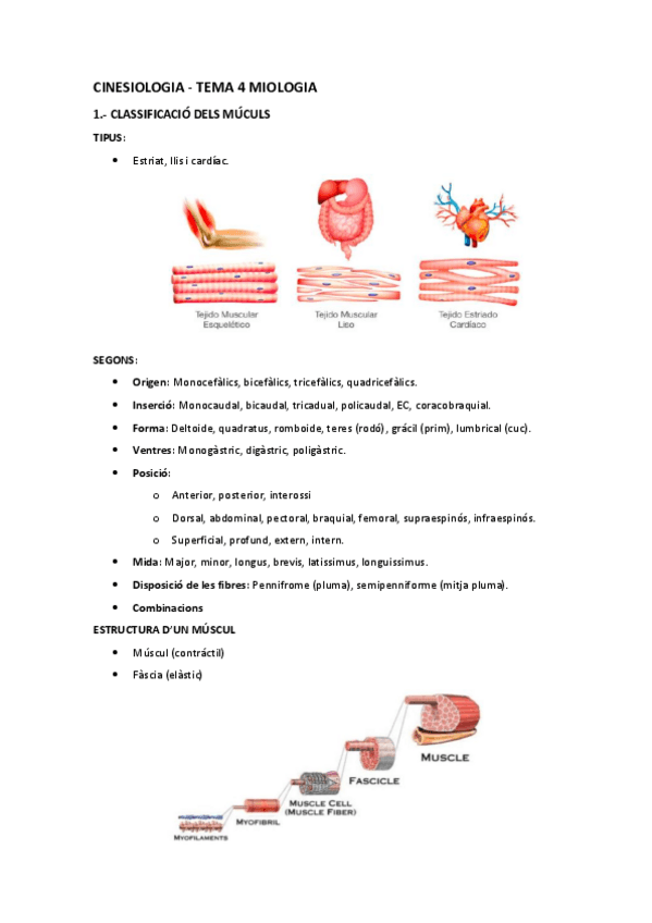 Miniatura del documento Miologia-2.pdf