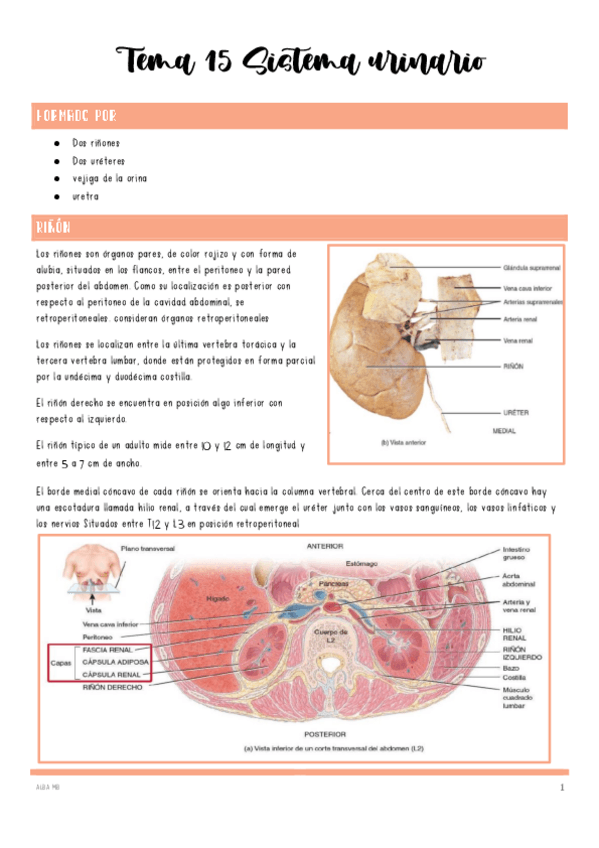 Miniatura del documento Tema-15-Sistema-urinario.pdf