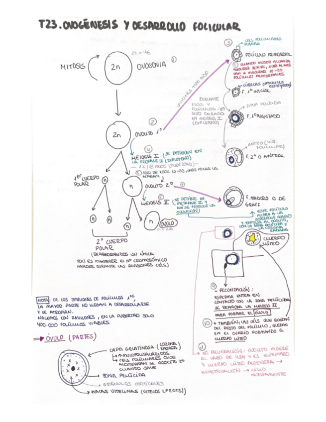 Miniatura del documento T23.-ESQUEMA-Ovogenesis.pdf
