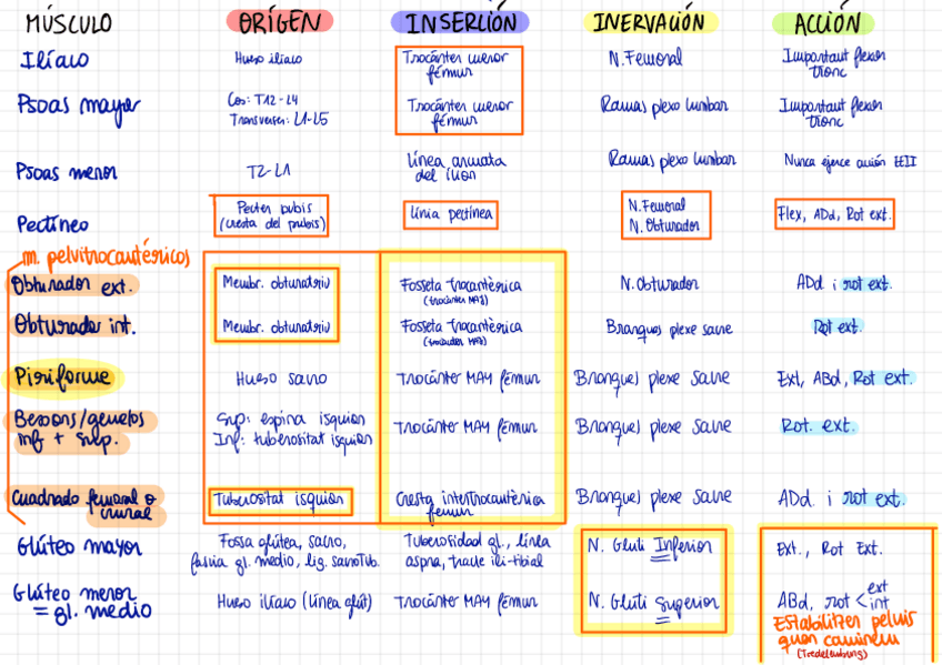 Miniatura del documento Taula-musculs-1r-parcial.pdf