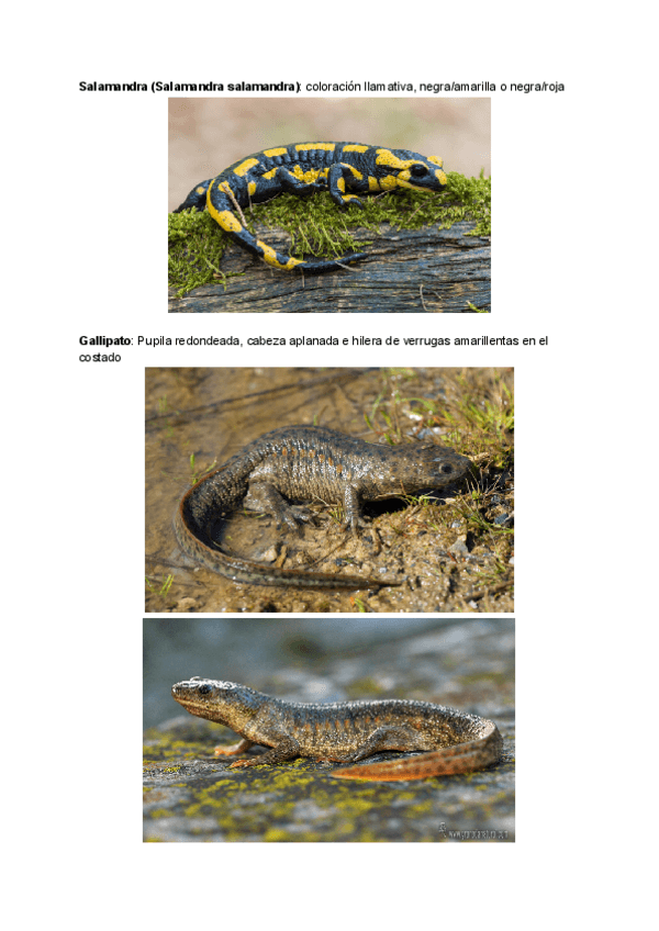 Miniatura del documento Visu-anfibios-y-reptiles.pdf