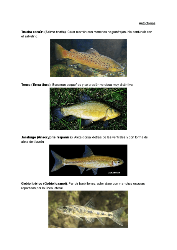 Miniatura del documento Visu-de-peces-2.pdf