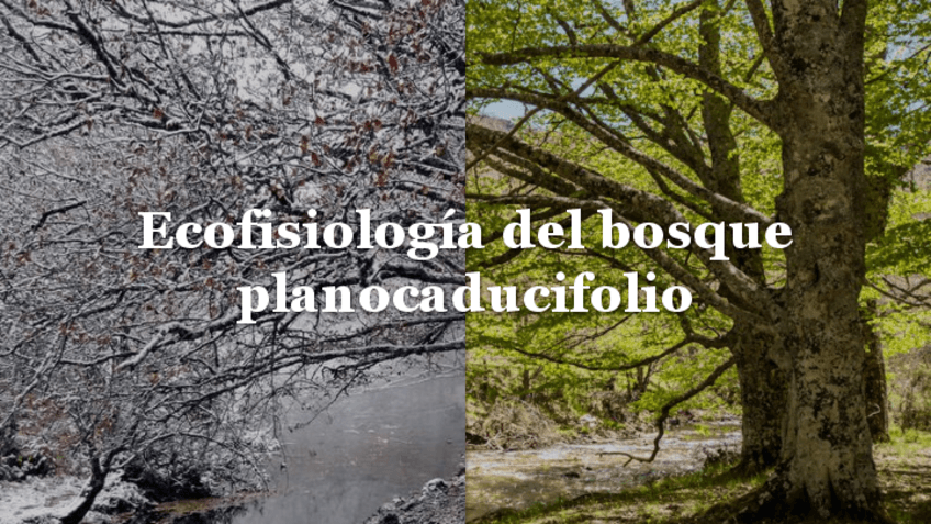 Miniatura del documento Bosque-planocafucifolio-y-hayedos.pdf
