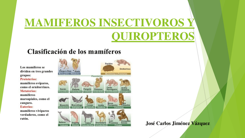 Miniatura del documento Mamiferos-insectivoros-y-quiropteros.pdf