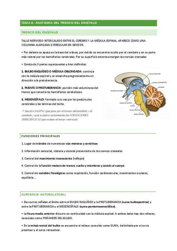 Miniatura del documento TEMA-6-ANATOMIA.pdf