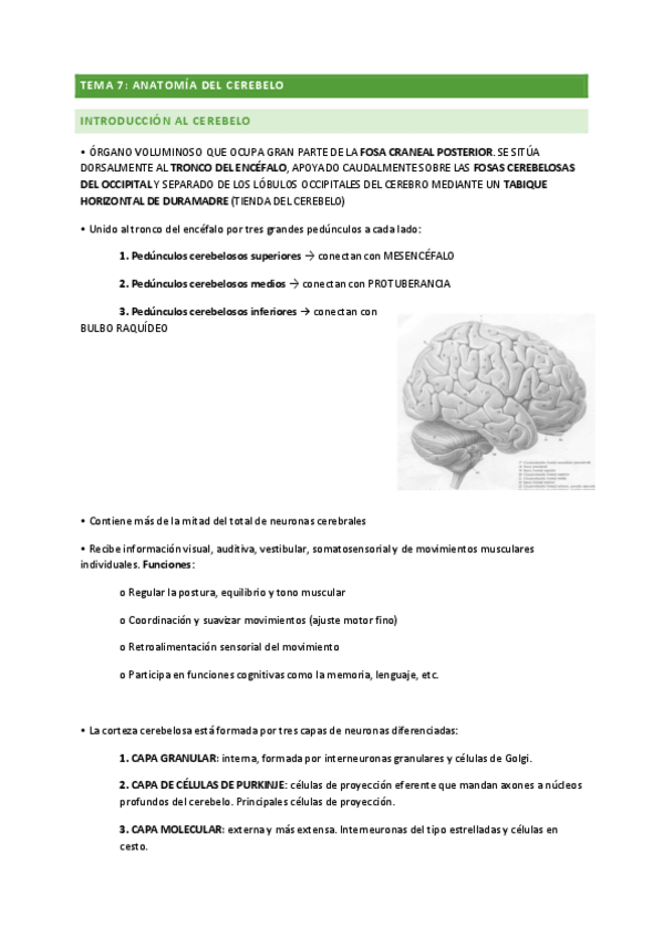 Miniatura del documento TEMA-7-ANATOMIA.pdf