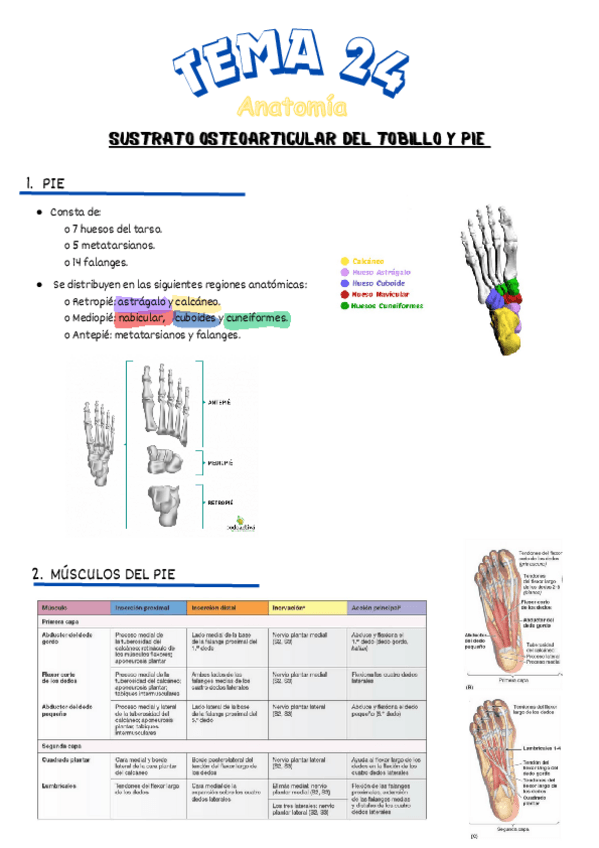 Miniatura del documento tema-24-SUSTRATO-OSTEOARTICULAR-DEL-TOBILLO-Y-PIE.pdf