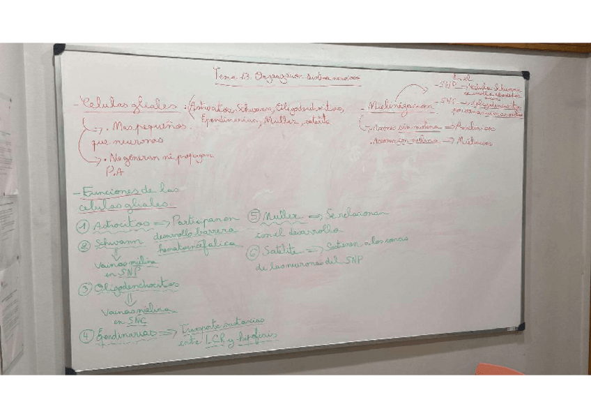 Miniatura del documento FISIOLOGIA-TEMA-13.2.pdf