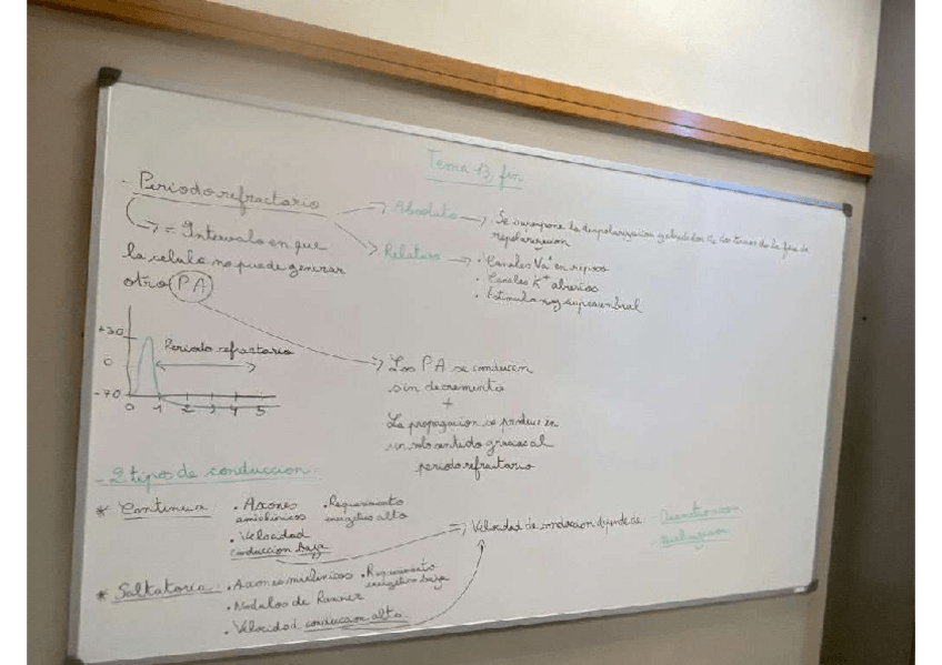 Miniatura del documento FISIOLOGIA-TEMA-13.3.pdf