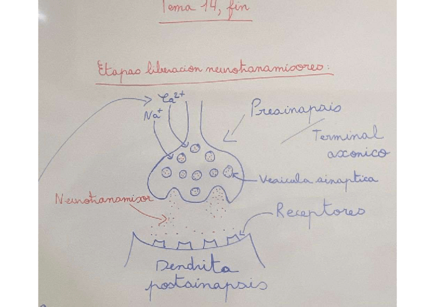 Miniatura del documento ETAPAS-LIBERACION-NEUROTRANSMISORES.pdf