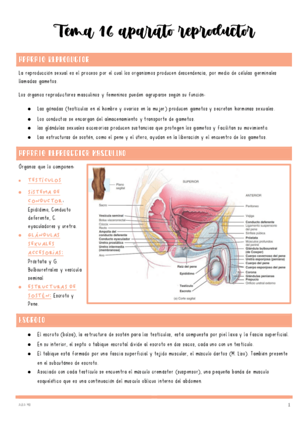 Miniatura del documento Tema-16-aparato-reproductor.pdf