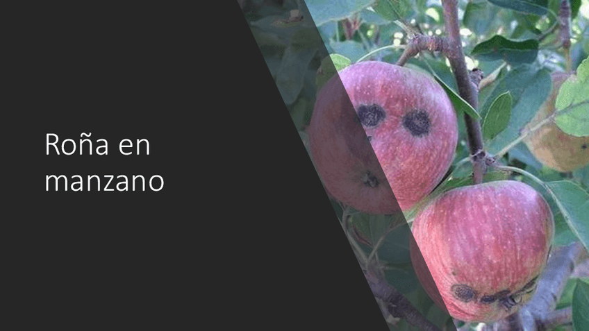 Miniatura del documento Roña en manzano 1.pdf