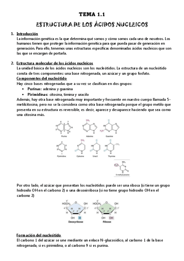 Miniatura del documento TEMA-1.1-ESTRUCTURA-DE-LOS-ACIDOS-NUCLEICOS.pdf