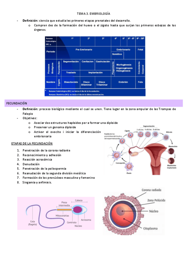 Miniatura del documento EMBRIOLOGIA-tema-3.pdf