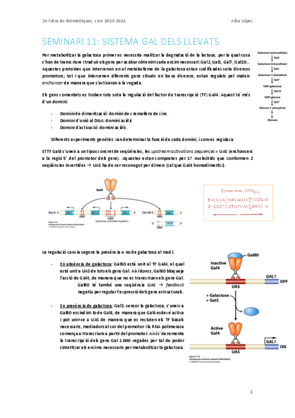 Miniatura del documento Seminari-11.-Sistema-gal-dels-llevats.pdf