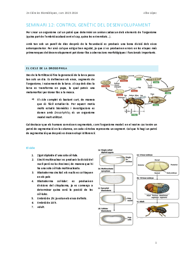 Miniatura del documento Seminari-12.-Control-genetic-del-desenvolupament.pdf