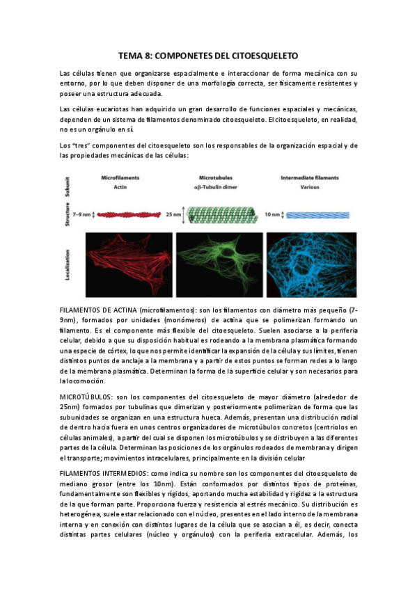 Miniatura del documento Tema-8-Biocel-Citoesqueleto.pdf