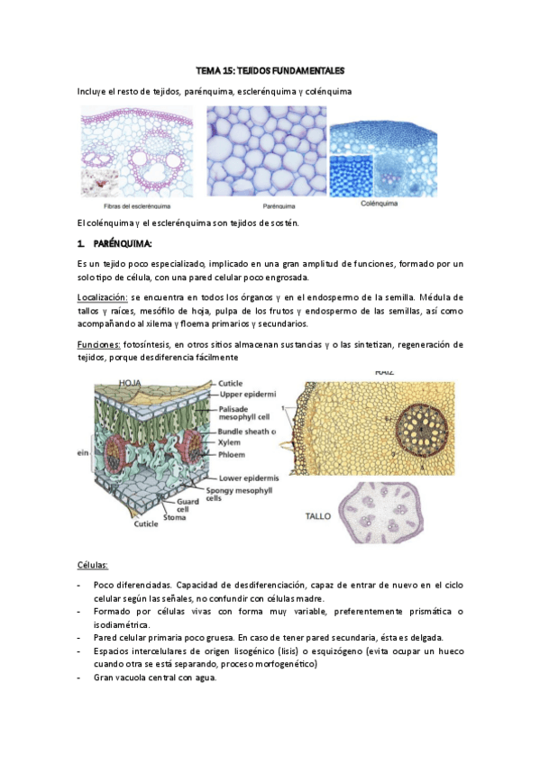 Miniatura del documento TEMA-15-BIOCEL.pdf