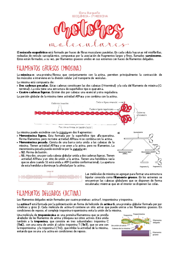Miniatura del documento 10.-MOTORES-MOLECULARES.pdf