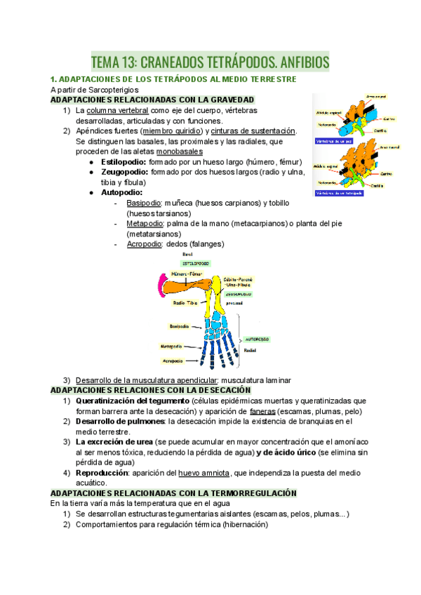Miniatura del documento TEMA-13-CRANEADOS-TETRAPODOS.pdf