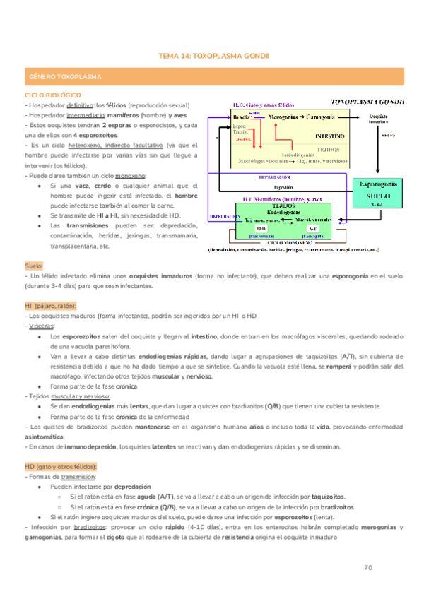 Tema-14.-Toxoplasma-gondii.pdf