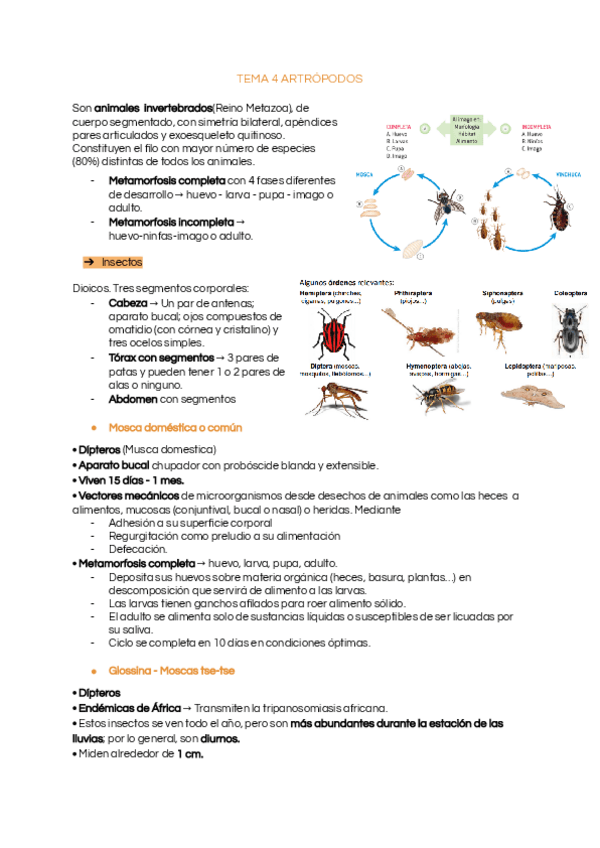 Miniatura del documento Tema-4-artropodos.pdf