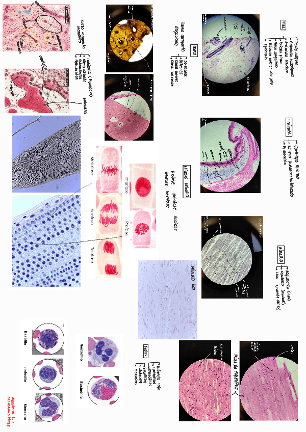 Miniatura del documento Resumen-Practico-Biologia.pdf