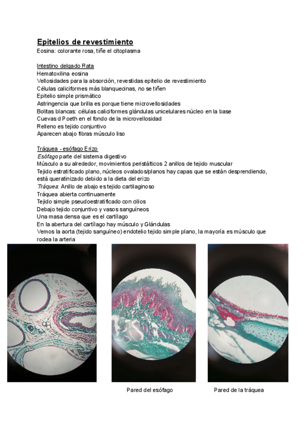 Miniatura del documento Practicas-Histologia-Animal.pdf