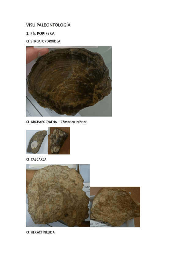 Miniatura del documento VISU-PALEONTOLOGIA.pdf